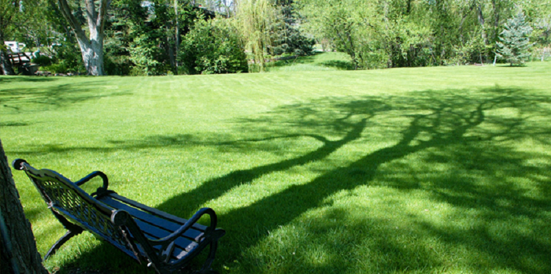 Unlock Exceptional Green Lawn Care in Denver with Magnolia Green Landscaping