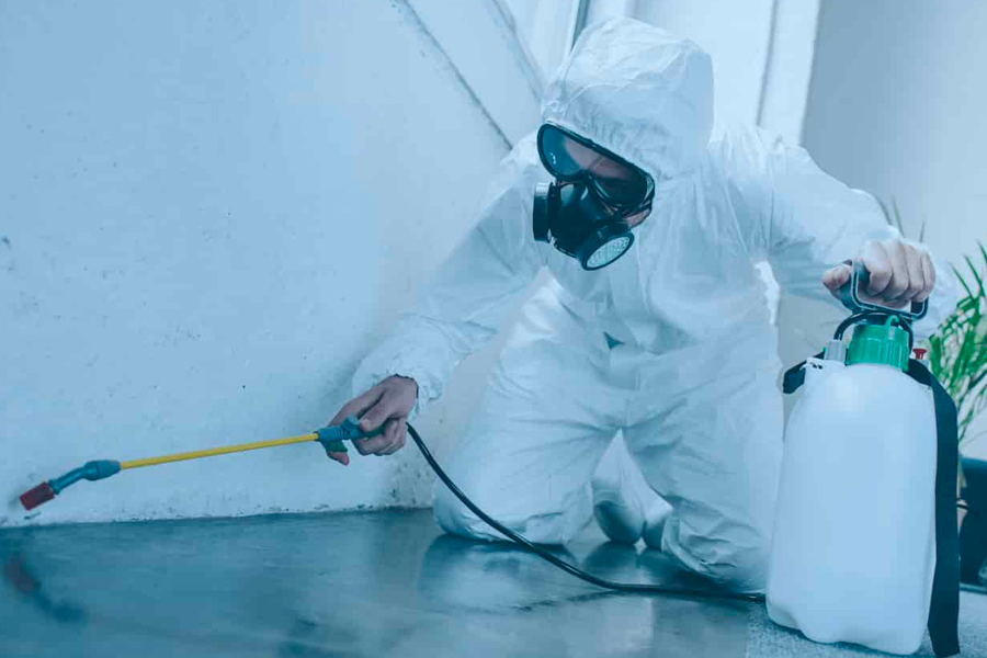 Reasons why hiring a pest control company is a great idea