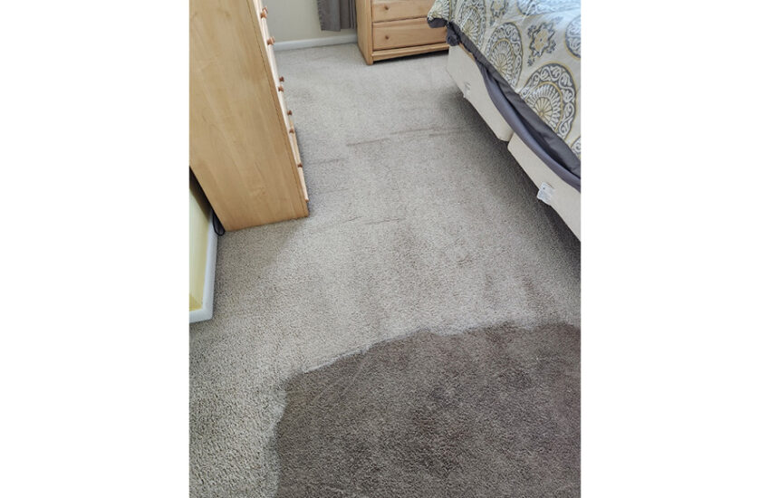 Sustainable Solutions Eco Friendly Carpet Cleaning Methods