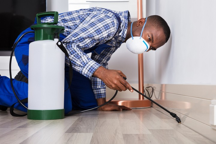 The Secret to a Pest-Free Home: Expert Tips and Solutions