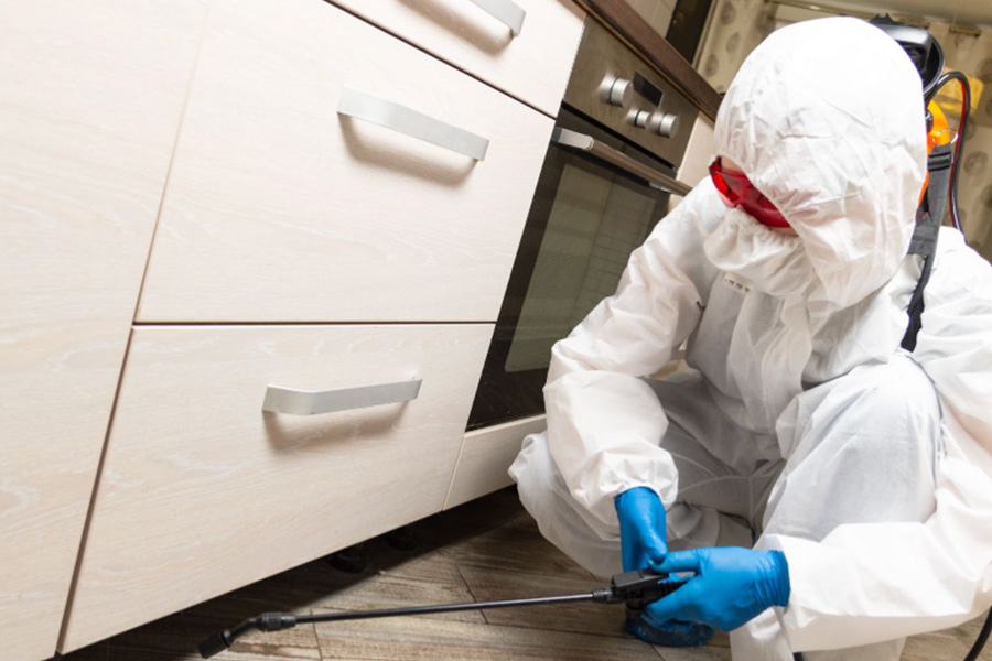 Top Signs You Need a Pest Control Service in Singapore Immediately