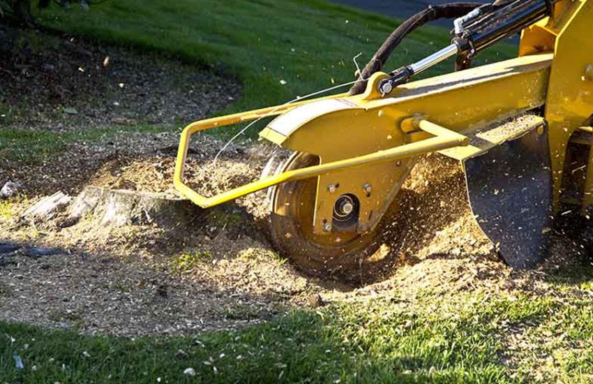 A Complete Guide to Stump Removal in Fort Collins